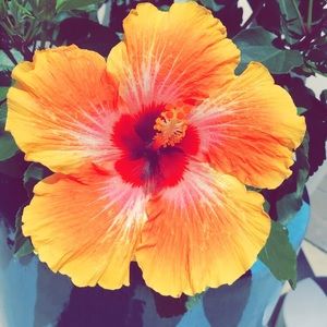 Meet your Posher, Kanykei